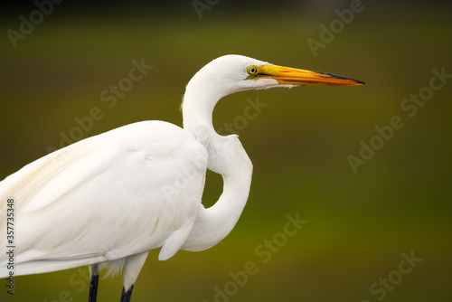 A beautiful closeup of a great heron.