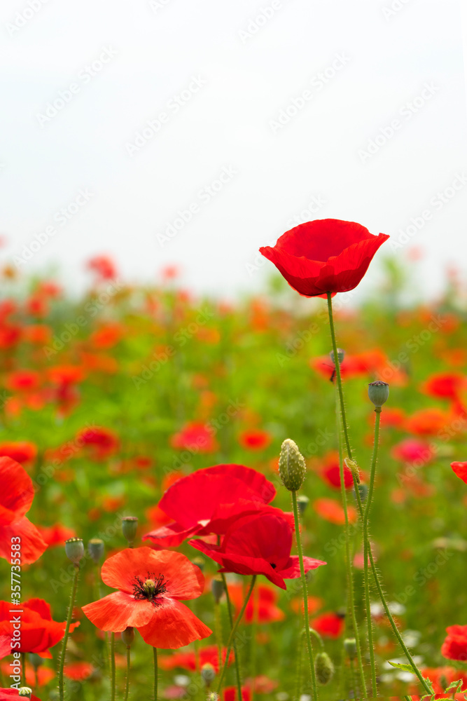 Naklejka premium Mohnblumen & field red poppy Photographs