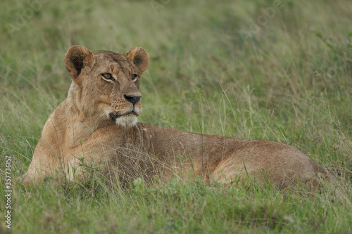 Lion and Lioness Kenya Safari Savanna Mating