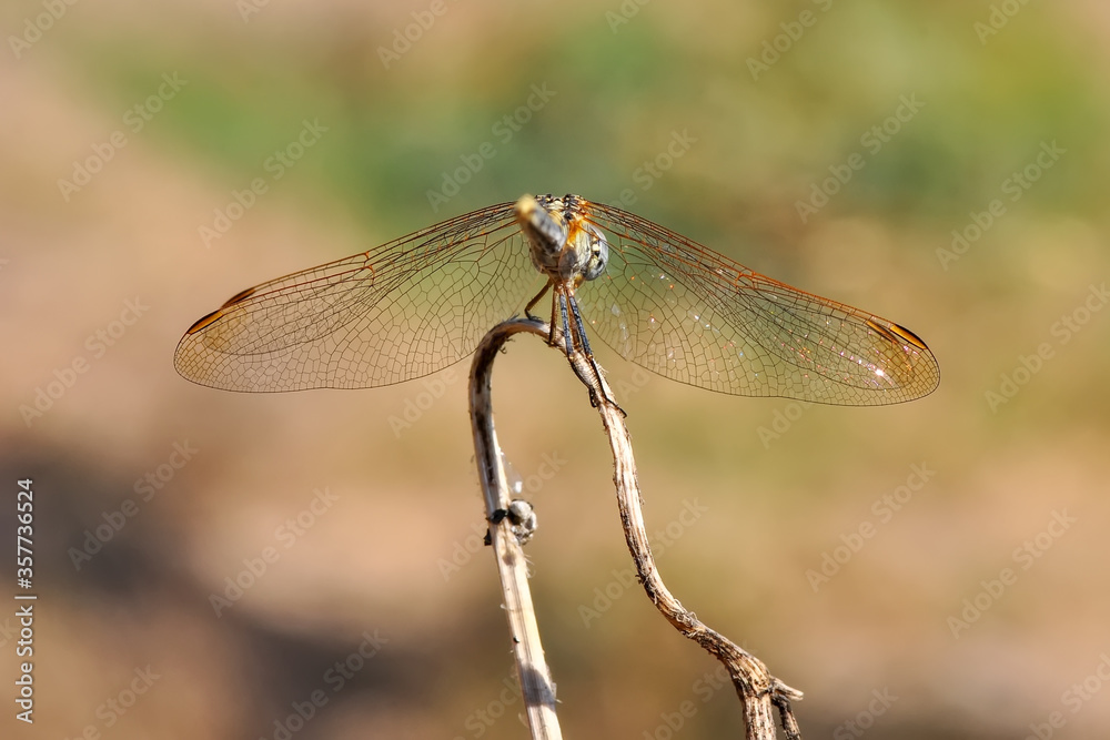 Macro shots, Beautiful nature scene dragonfly. Macro shots, Beautiful nature scene dragonfly.