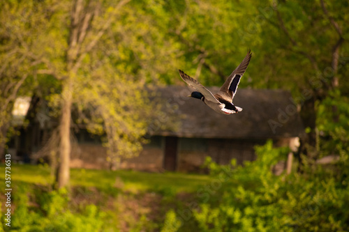 Slika na platnu Flying bords in Missouri