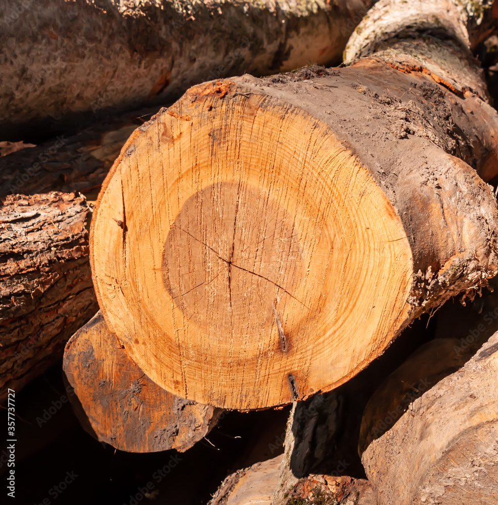 A close up of stacked cut logs on a sunny day A close up of stacked cut logs on a sunny day