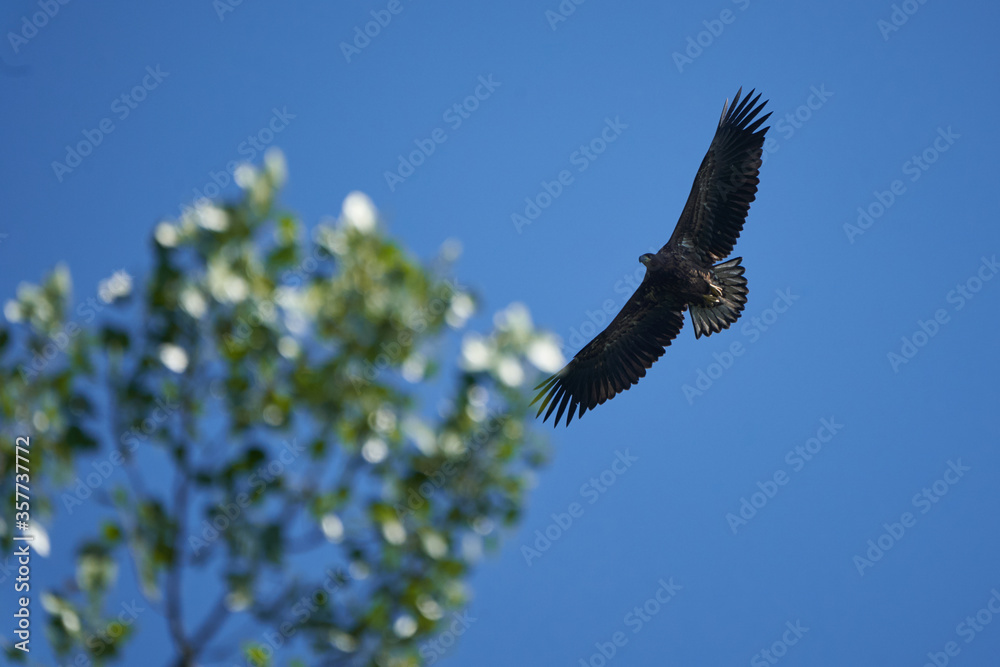 Obraz premium White tailed Eagle Catching eel Raptor Lake Hunting
