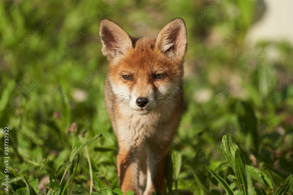 Red Fox Portrait Vulpes Vulpes Evening Sun Red Fox Portrait Vulpes Vulpes Evening Sun