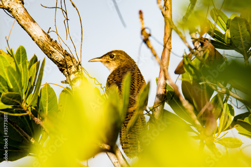Zapata Wren photo