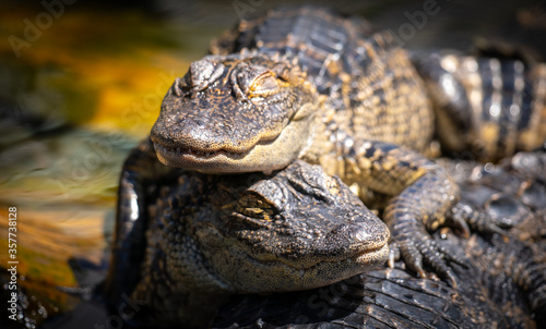 Two smiling alligators sleeping