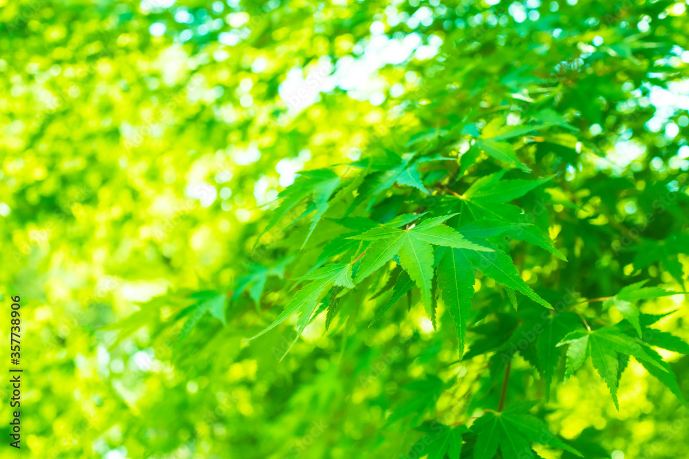 Bright green maple before autumn leaves_5341 Bright green maple before autumn leaves_5341