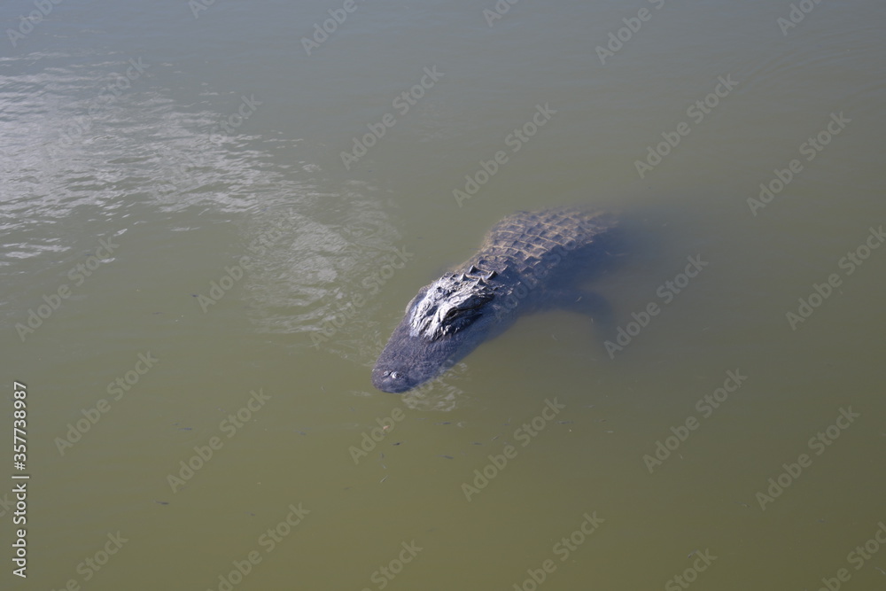 Naklejka premium alligator in the water