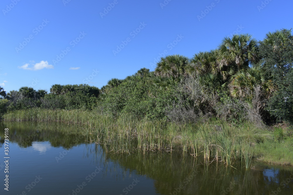Fototapeta premium trees on the lake