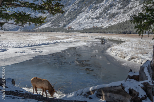 Yellostone Elk At River Bank In Winter