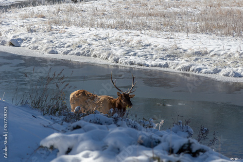 Fototapeta Naklejka Na Ścianę i Meble -  Yellowstone Elk Sighting After Fresh Snow