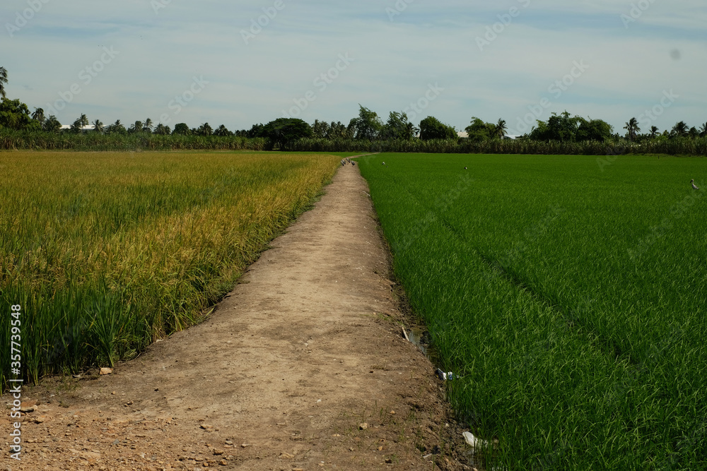 Obraz premium Soil road between two rice fields under blue sky