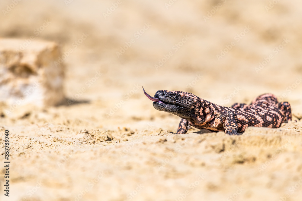 Obraz premium Lizard Gila Monster( Heloderma suspectum) north america.