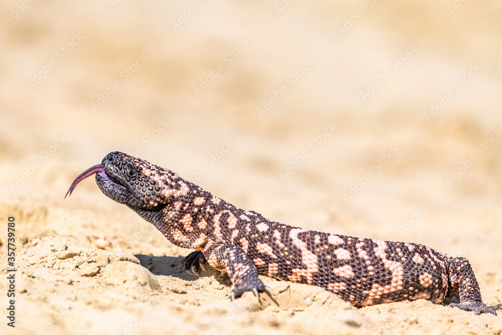 Fototapeta premium Lizard Gila Monster( Heloderma suspectum) north america.