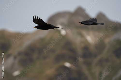 Alpine chough yellow billed Pyrrhocorax graculus crow Pyrrhocorax switzerland mountain flight