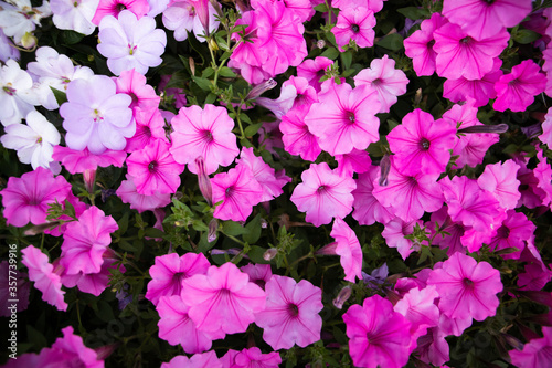 spring petunias blooming in a landscaped yard