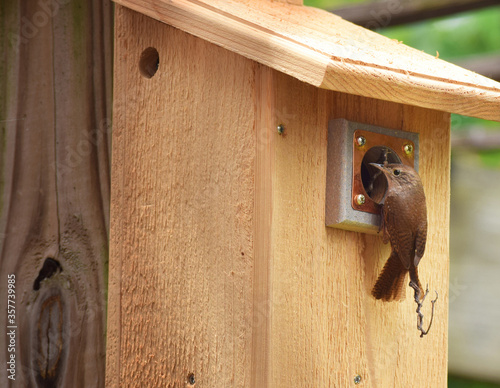 A bird (wren) perched outside a bird house