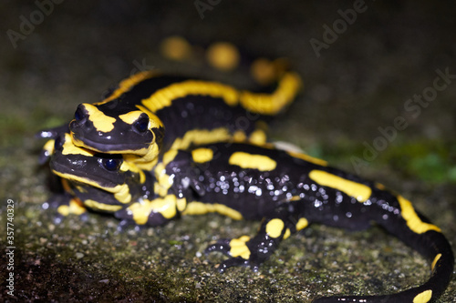  Fire salamander Mating Salamanders Salamandra salamandra Portrait Night Amphibian