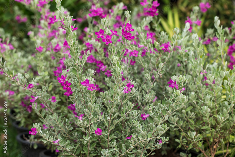Obraz premium Colorful purple Neon flowers on wild nature.