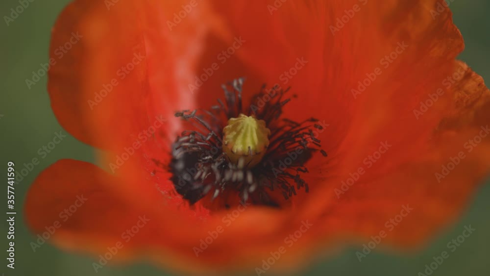 Moving in close up to a red poppy, Shallow depth of field Moving in close up to a red poppy, Shallow depth of field