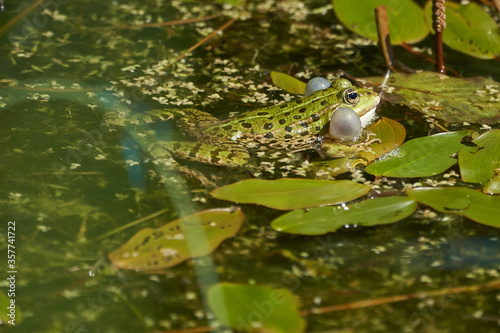 Water frog Pelophylax in green lake with beautiful reflection of eyes and Bladder 