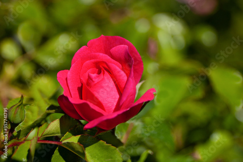 Róża na jasnozielonym tle
