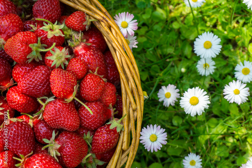 Fototapeta Naklejka Na Ścianę i Meble -  Wicker basket of freshly picked strawberries