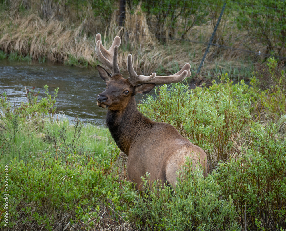 Amazing Elk in a pasture Amazing Elk in a pasture