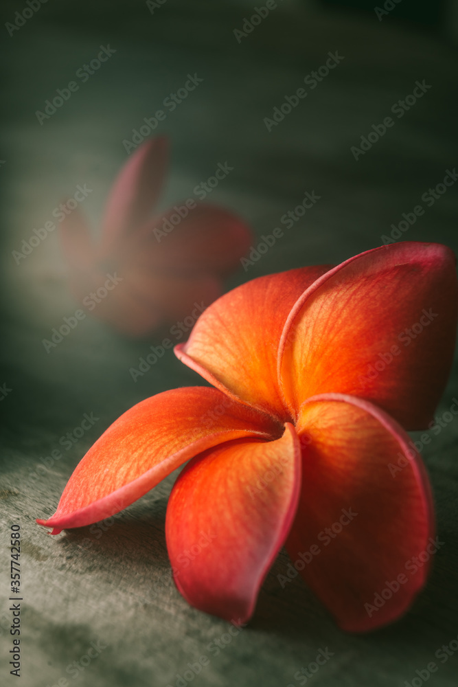 Obraz premium orange plumeria rubra or frangipani flowers
