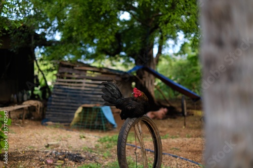 Rooster on the farm. The cry of a fighting cock. Roll call. Bright color. Chicken. Crowing rooster.