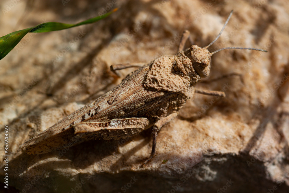 Close up image of a beige colored Oedipoda miniata (red winged grasshopper) camouflaging on a rock in Dana biosphere reserve in Jordan Close up image of a beige colored Oedipoda miniata (red winged grasshopper) camouflaging on a rock in Dana biosphere reserve in Jordan