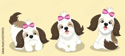 BEAUTIFUL SHIHTZU DOG  1