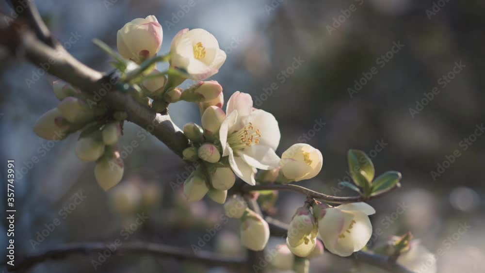 Cinemagraph of a flowering tree branch. Cinemagraph of a flowering tree branch.