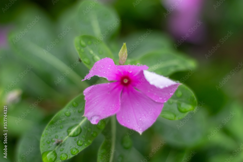 purple flower in the rain