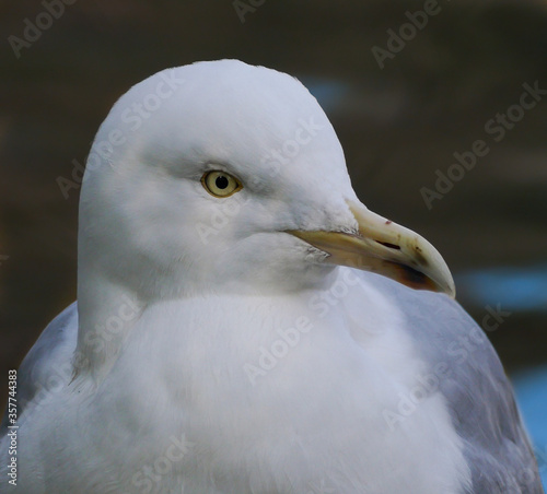 European Herring Gull portrait - closeup on face and shoulder of seagull