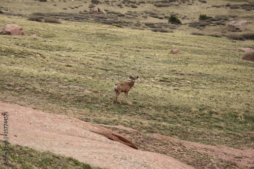 deer in the field