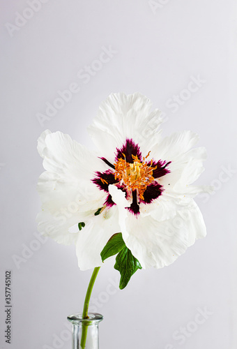 nice peony on the white background