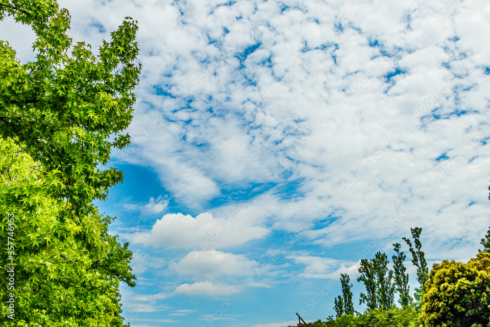 Fototapeta premium 青空と雲