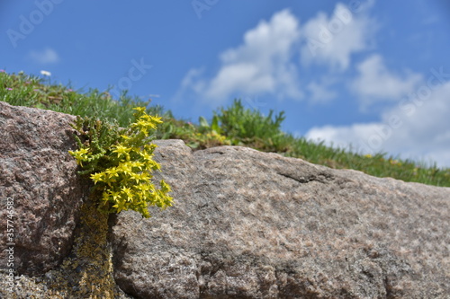 石垣に咲く小さな花 © 明日美 杉山