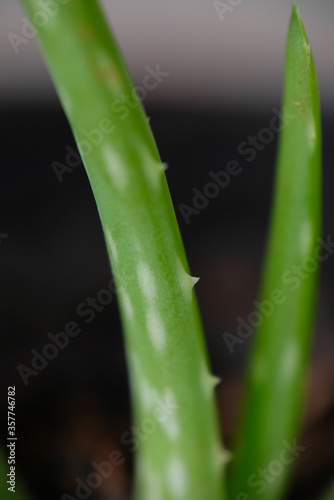 Close up of Aloe Vera plants.