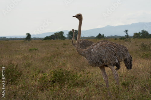 Common ostrich Struthio camelus Africa Kenya Savanna