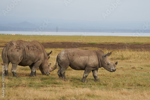 Rhino Baby and Mother- Rhinoceros with Bird White rhinoceros Square-lipped rhinoceros Ceratotherium simum 