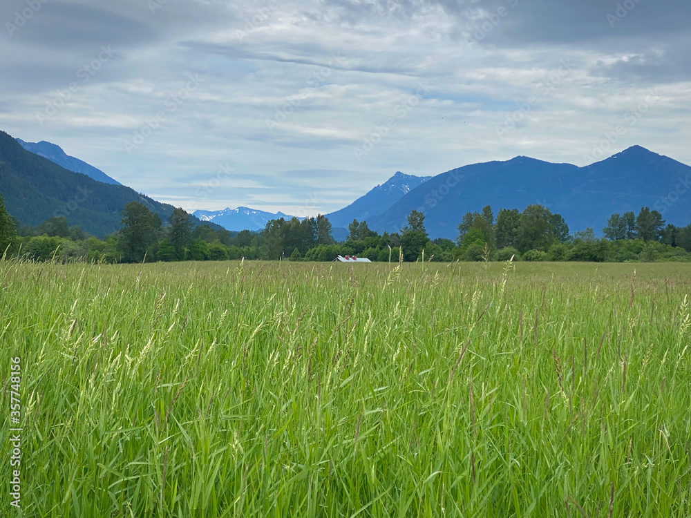 Obraz premium 2020-06-14 A OPEN MEADOW BELOW MOUNT SI IN THE SNOQUALMIE VALLEY NEAR NORTH BEND