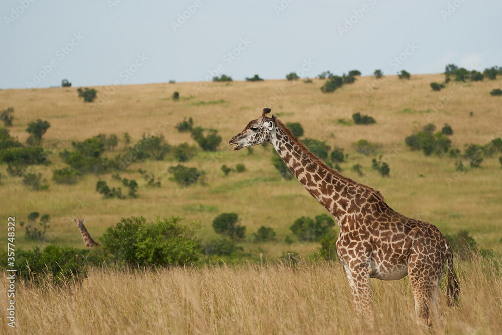 Obraz premium Giraffe Africa Giraffa Safari Big Five Africa