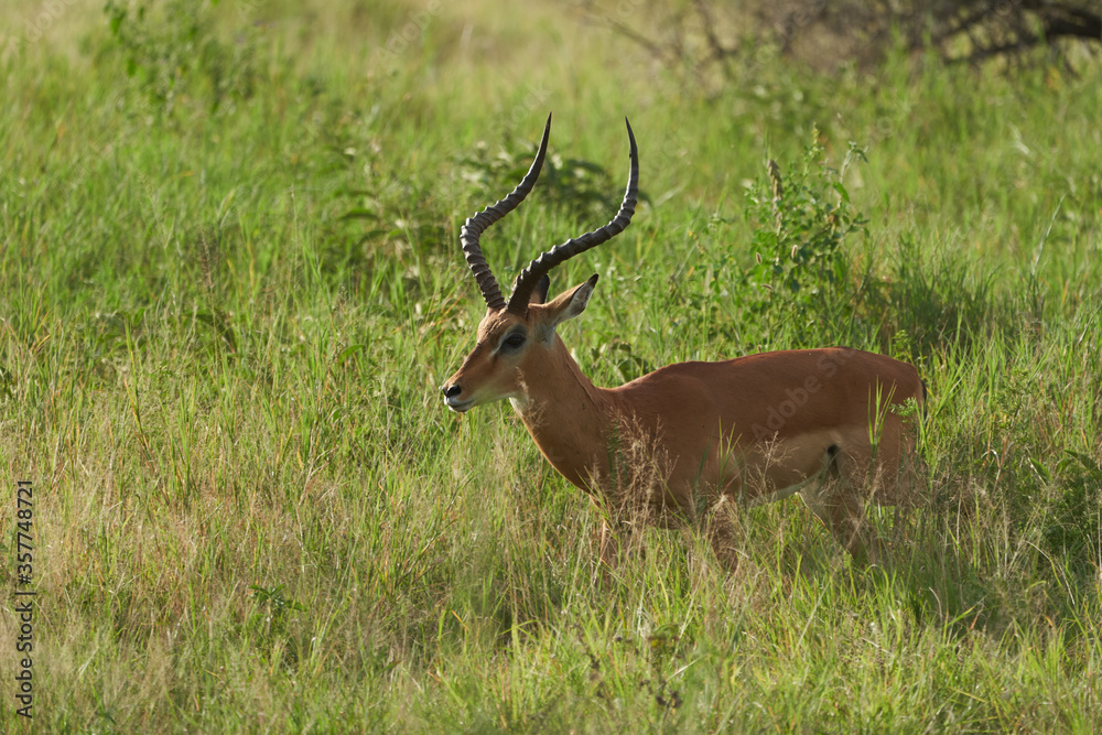Impala Group Impalas Antelope Portrait Africa Safari Impala Group Impalas Antelope Portrait Africa Safari