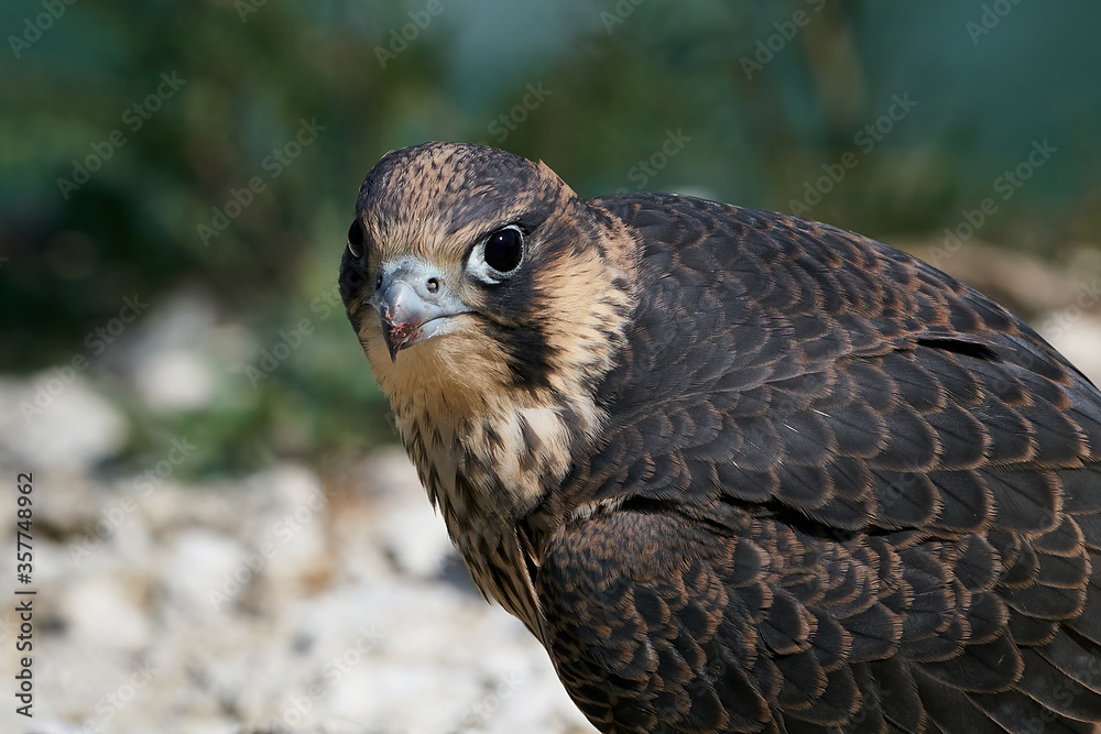 Peregrine falcon (Falco peregrinus) Juvenile Peregrine falcon (Falco peregrinus) Juvenile