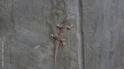 A lizard that adheres to the wall in harmony