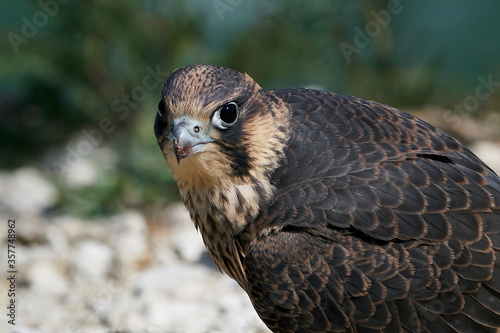 Peregrine falcon (Falco peregrinus) Juvenile