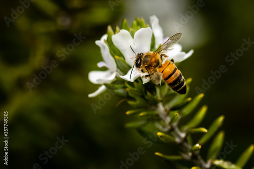 bee on flower © Jasongeorge