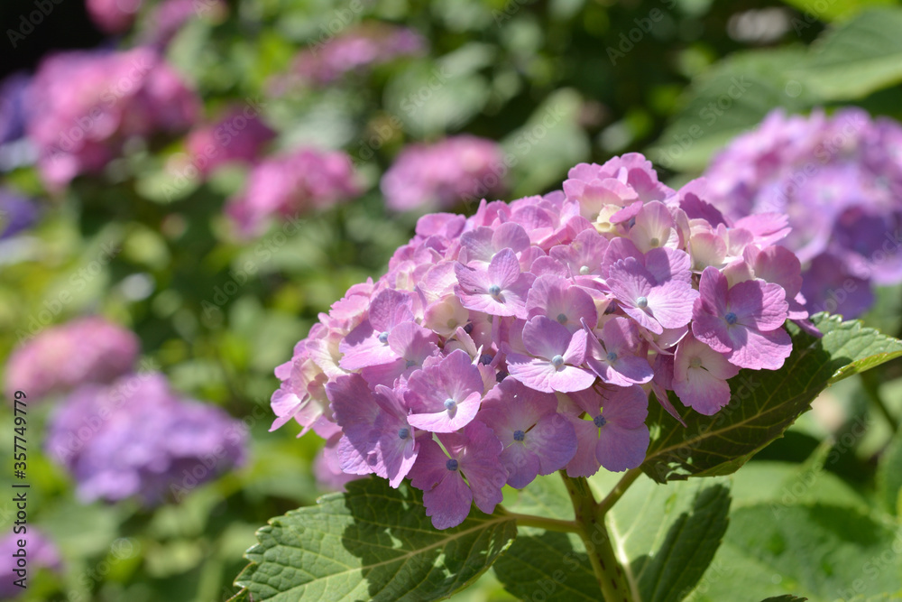 Hydrangea flowers Hydrangea flowers